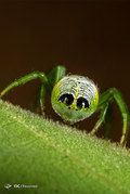 حشرات از نمای نزدیک

