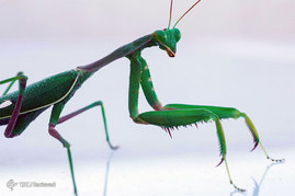 حشرات از نمای نزدیک
