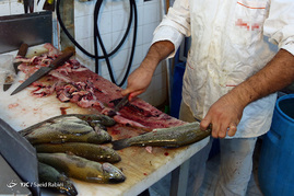 شیوه غیر اصولی نگهداری و عرضه ماهی