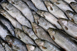 شیوه غیر اصولی نگهداری و عرضه ماهی