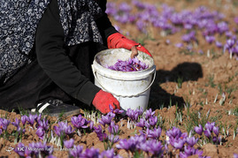 آغاز برداشت زعفران در استان خراسان رضوی
