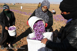 آغاز برداشت زعفران در استان خراسان رضوی
