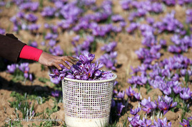 آغاز برداشت زعفران در استان خراسان رضوی
