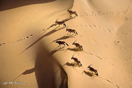 عکسبرداری نمای بالا از حیوانات
