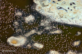 عکسبرداری نمای بالا از حیوانات
