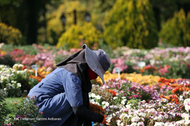 جشنواره گلهای داوودی - مشهد