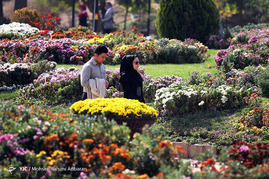 جشنواره گلهای داوودی - مشهد