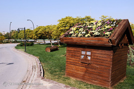 جشنواره گلهای داوودی - مشهد