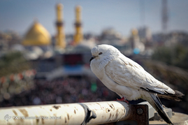 اربعین حسینی در کربلای معلی