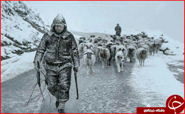 نکا هزار جریب روستای زیارت کل
