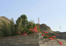 صدای پای بهار در جنوب سیستان و بلوچستان+ تصاویر