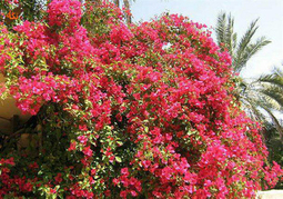 صدای پای بهار در جنوب سیستان و بلوچستان+ تصاویر