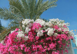 صدای پای بهار در جنوب سیستان و بلوچستان+ تصاویر