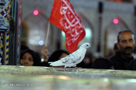 آیین شام غریبان شهادت امام رضا(ع) در حرم رضوی
