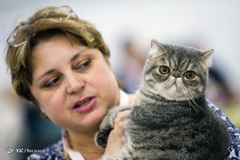 نمایشگاه گربه ها در مسکو
