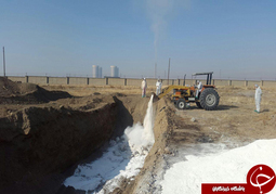 تایید اولین مورد بیماری آنفلوانزای فوق حاد پرندگان 