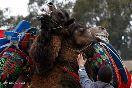 مسابقات کشتی شتر ها در ترکیه
