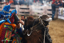 مسابقات کشتی شتر ها در ترکیه
