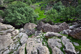 طبیعت زیبای دشت سوسن (سدشهیدعباس پور) - استان خوزستان‎