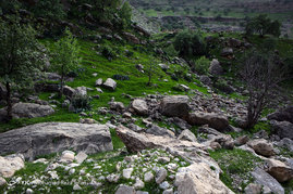 طبیعت زیبای دشت سوسن (سدشهیدعباس پور) - استان خوزستان‎