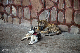 دهکده حیوانات