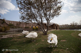 دهکده حیوانات