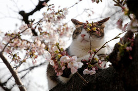 جشنواره شکوفه‌های گیلاس در ژاپن