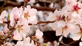 طبیعت بهار خمین
