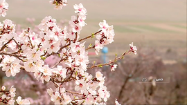 طبیعت بهار خمین
