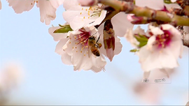 طبیعت بهار خمین