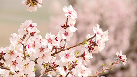 طبیعت بهار خمین