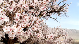 طبیعت بهار خمین