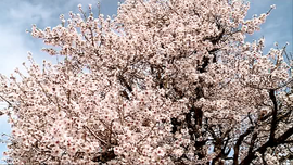 طبیعت بهار خمین