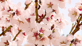 طبیعت بهار خمین