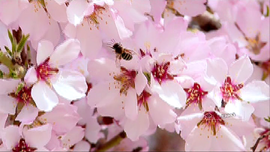 طبیعت بهار خمین