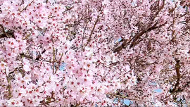 طبیعت بهار خمین