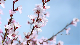 طبیعت بهار خمین