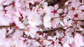 طبیعت بهار خمین