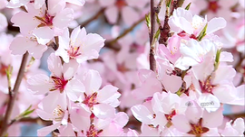 طبیعت بهار خمین