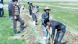 جویروبی درخمین