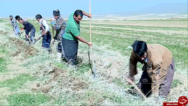 جویروبی درخمین