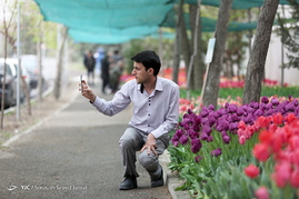 کاشت 120000 لاله هلندی در یکی از خیابان های تهران به یاد مادران
