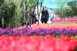 کاشت 120000 لاله هلندی در یکی از خیابان های تهران به یاد مادران