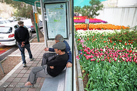 کاشت 120000 لاله هلندی در یکی از خیابان های تهران به یاد مادران