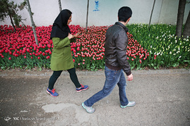 کاشت 120000 لاله هلندی در یکی از خیابان های تهران به یاد مادران
