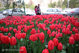 کاشت 120000 لاله هلندی در یکی از خیابان های تهران به یاد مادران