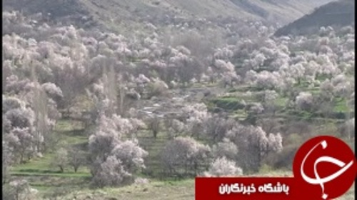 شکوفه های بهاری تفرش