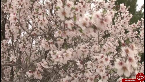 شکوفه های بهاری تفرش