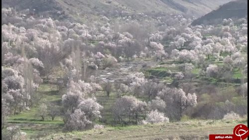 شکوفه های بهاری تفرش