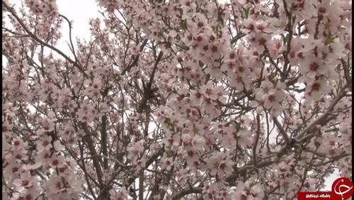 شکوفه های بهاری تفرش